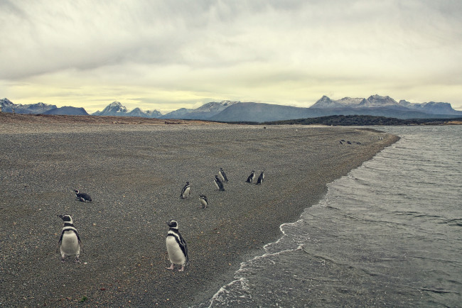 Обои картинки фото животные, пингвины, берег, море, пляж, птицы