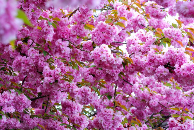 Обои картинки фото цветы, цветущие деревья ,  кустарники, ветви, розовый, весна, цветение