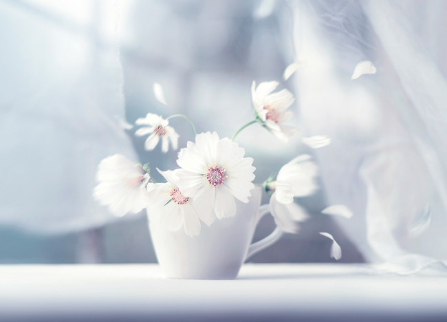 Обои картинки фото цветы, космея, шторы, чашка, лепестки