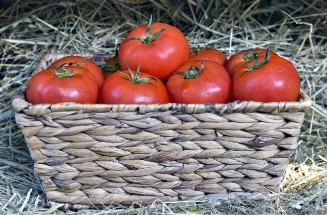 Обои картинки фото еда, помидоры, корзинка, спелые