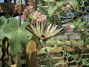 Картинка падалирий jphiclides padalirius papilio животные бабочки
