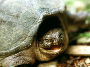 Картинка snapping turtle franklin tennessee животные Черепахи