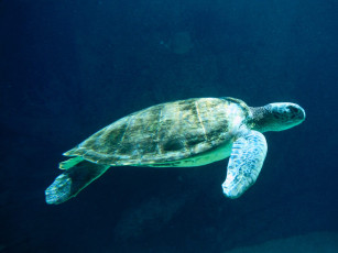 Картинка steady momentum green sea turtle животные Черепахи