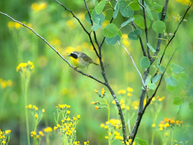 Обои картинки фото common, yellowthroat, sauvie, island, животные, птицы