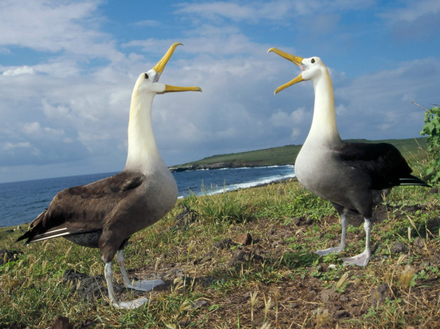 Обои картинки фото courtship, display, waved, albatross, galapagos, животные, альбатросы