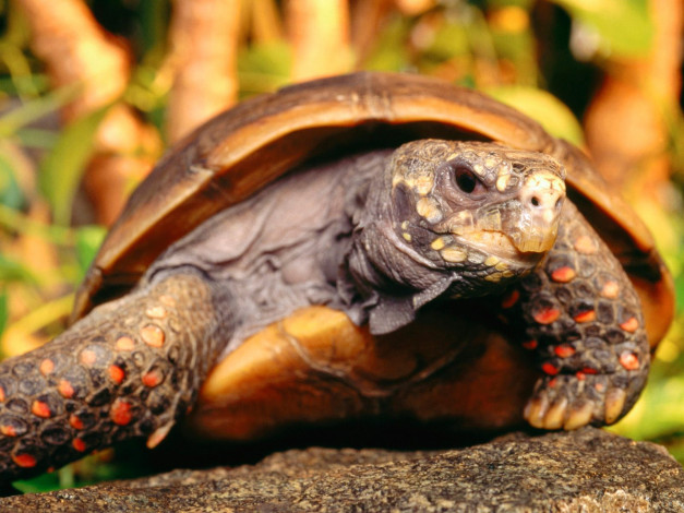 Обои картинки фото red, foot, tortoise, животные, Черепахи