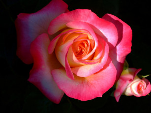 Картинка цветы розы