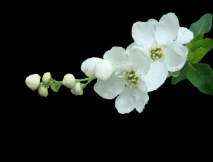Картинка цветы цветущие деревья кустарники ветка белые лепестки тёмный