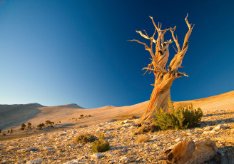 Картинка природа пустыни дерево
