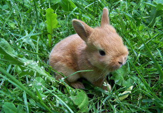 Картинка животные кролики зайцы малыш трава уши