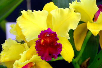 Картинка цветы орхидеи экзотика яркий малиновый желтый