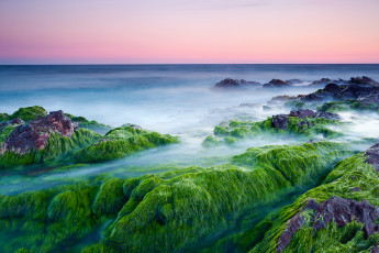 Картинка природа побережье море камни водоросли