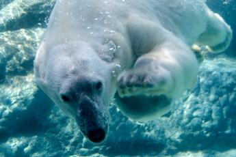 Картинка животные медведи море пловец белый медведь