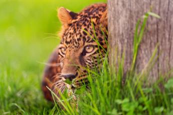 Картинка животные леопарды морда охота