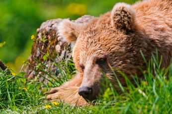 Картинка животные медведи отдых