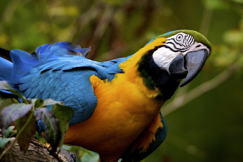 Картинка животные попугаи желто-голубой