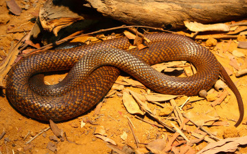 Картинка западная коричневая змея животные змеи питоны кобры чешуя