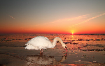Картинка животные лебеди море закат