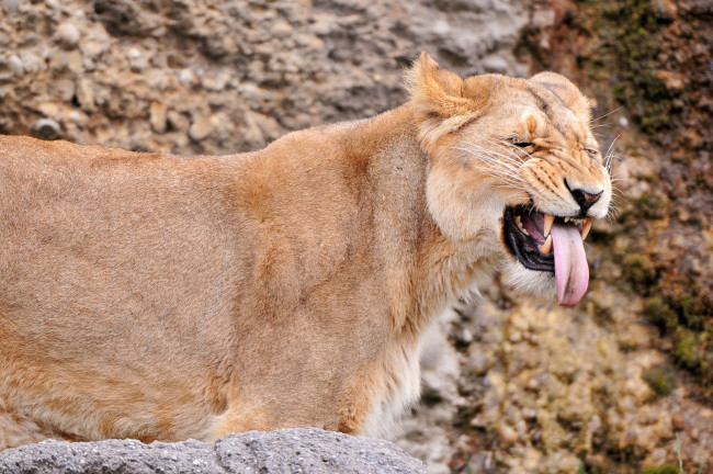 Обои картинки фото животные, львы, львица, язык