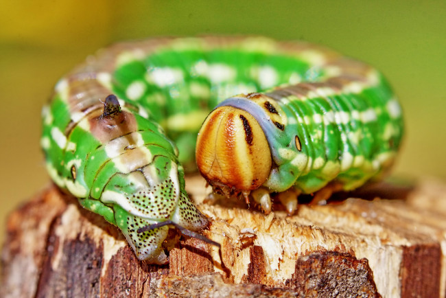 Обои картинки фото животные, гусеницы, гусеница, зелёная, колечко, пень