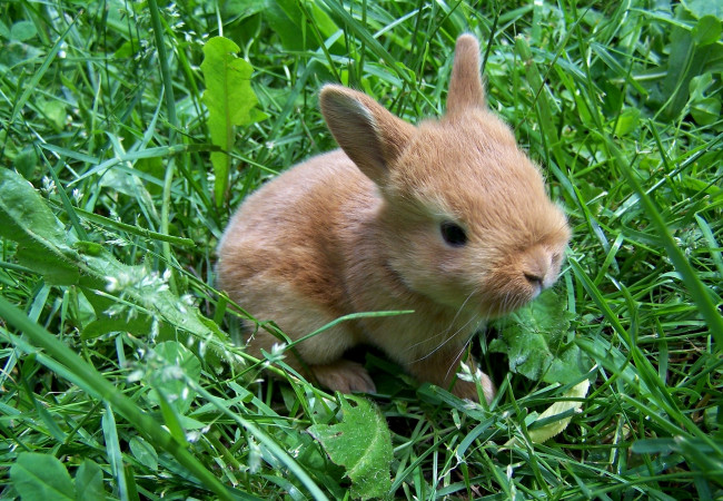 Обои картинки фото животные, кролики, зайцы, малыш, трава, уши