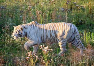 Картинка животные тигры белый хищник полосатый