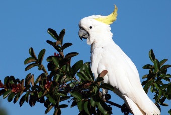Картинка животные попугаи какаду белый хохолок