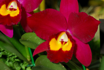 Картинка цветы орхидеи экзотика лепестки красный