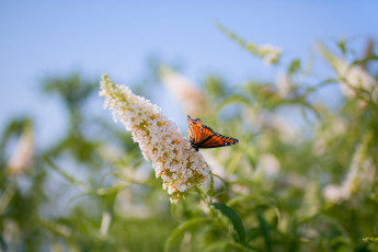 Картинка животные бабочки монарх цветок макро