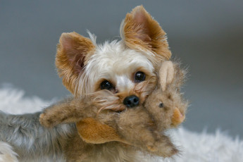 Картинка животные собаки добыча кролик игрушка йоркширский терьер