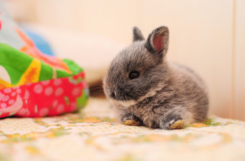 Картинка животные кролики зайцы кролик малыш пушистый