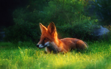 Картинка fox животные лисы лиса трава крадется