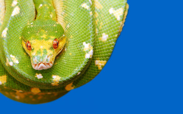 Картинка python животные змеи питоны кобры питон зеленый