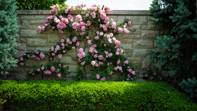 Обои картинки фото цветы, розы, стена