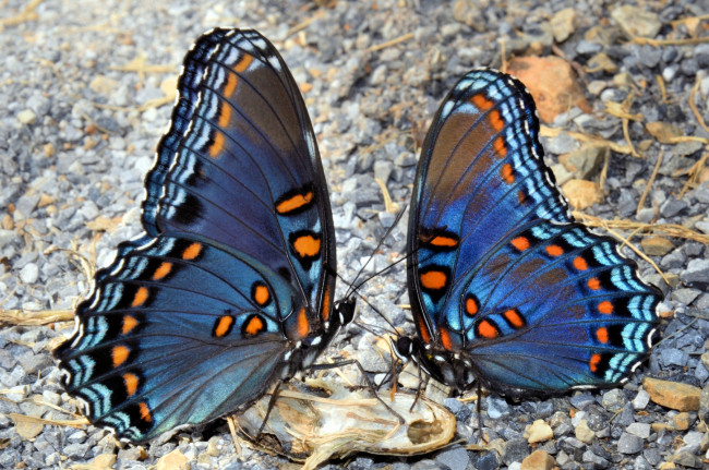 Обои картинки фото животные, бабочки, крылья, пара, синий