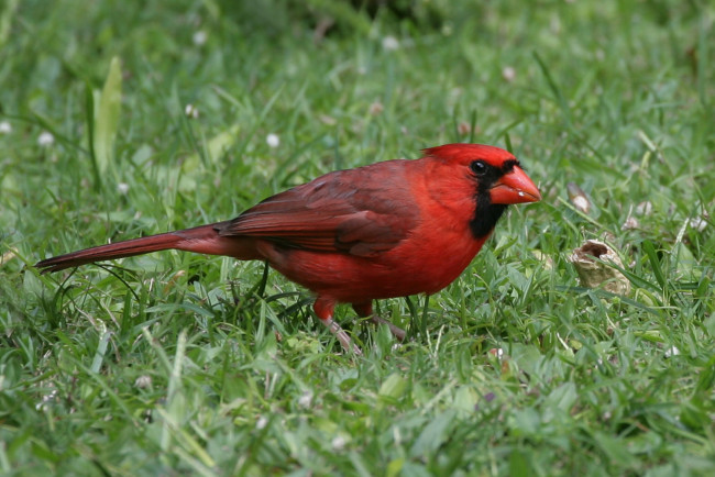 Обои картинки фото животные, кардиналы, птичка
