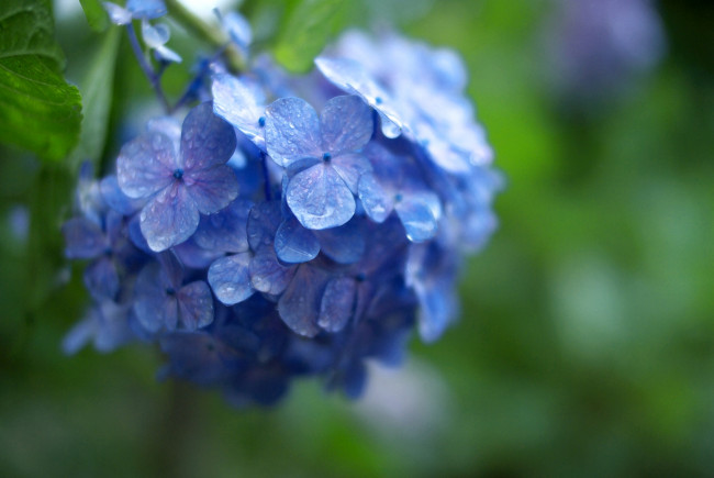 Обои картинки фото цветы, гортензия, капли, гроздь, синий