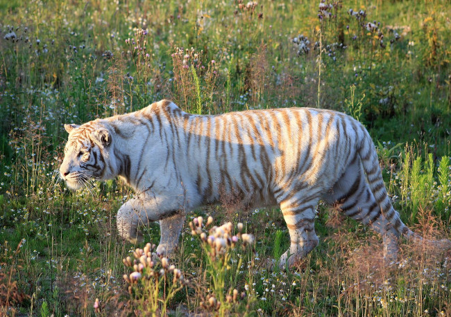 Обои картинки фото животные, тигры, белый, хищник, полосатый