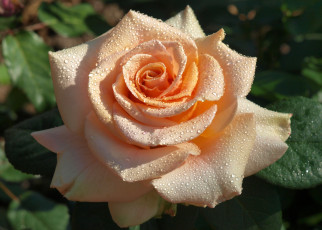 Картинка цветы розы кремовый капли