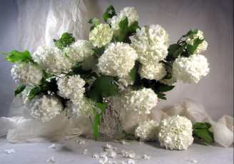 Картинка цветы гортензия букет белый
