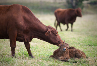 Картинка животные коровы буйволы мама теленок