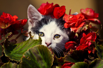 Картинка животные коты носик листья цветы