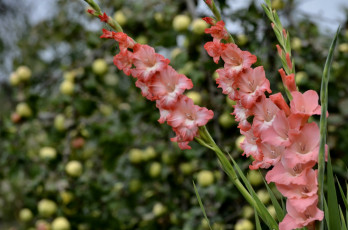 Картинка цветы гладиолусы персиковый