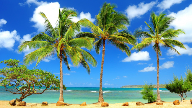 Обои картинки фото природа, тропики, пляж, пальмы, берег