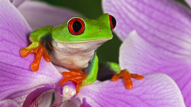 Обои картинки фото red, eyed, tree, frog, животные, лягушки, цветок, лягушка, глаза