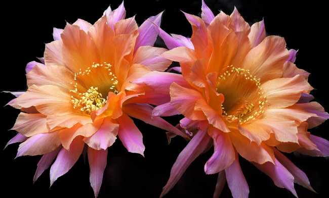 Обои картинки фото цветы, кактусы, макро