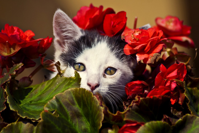 Обои картинки фото животные, коты, носик, листья, цветы