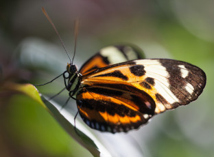 Картинка животные бабочки бабочка усики крылья макро bob decker