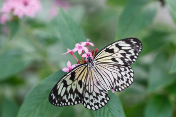 Картинка животные бабочки бабочка bob decker усики крылья макро цветы
