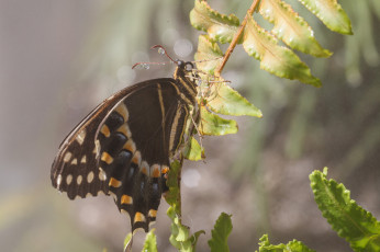 Картинка животные бабочки крылья макро бабочка bob decker роса усики